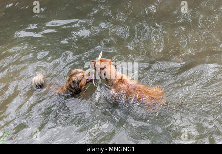 Hund mit Stock Baden in einem Fluss. Stockfoto