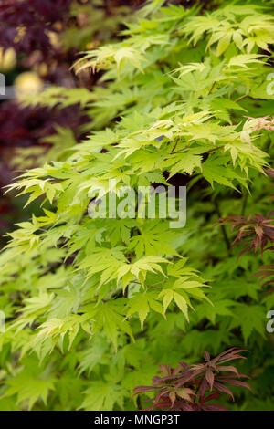 Acer palmatum 'Orange Dream'. Japanischer Ahorn orange Traum Blätter im Frühjahr. Großbritannien Stockfoto