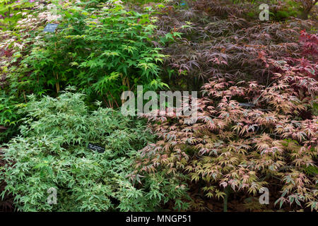 Acer Bäume auf einem Messestand flower show im Mai. Großbritannien Stockfoto