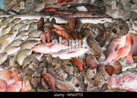 Verschiedene Arten von Fisch auf den Tisch zum Verkauf auf dem Markt angezeigt. Der Fisch ist mit Eis gemischt seine Frische zu bewahren. Stockfoto