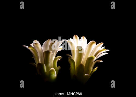 Schöne Kaktusblüte blomming auf schwarzem Hintergrund Stockfoto