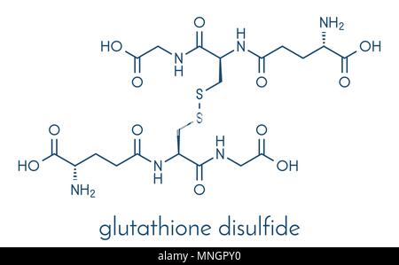 oxidiertes glutathion Glutathion-Reduktase aus Backhefe (S. cerevisiae) ammonium sulfate suspension, 100-300 units/mg protein (biuret) 163 Glutathion (GSH) - Intrazellulrer