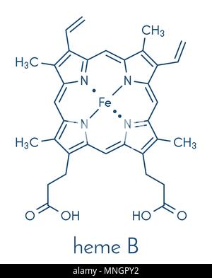 Häm B (Hem B) Molekül. Häm ist ein wesentlicher Bestandteil von Hämoglobin, Myoglobin, cytochrom, Katalase und andere metalloproteinen. Skelettmuskulatur Formel. Stock Vektor