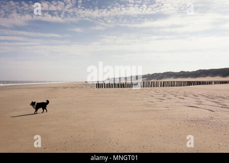 Glücklicher Hund allein auf einen leeren Strand in Zeeland, Niederlande Stockfoto