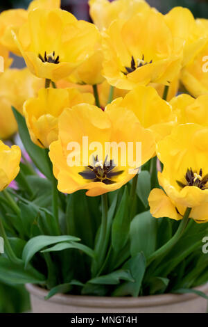 Tulipa 'Daydream'. Blumen Tulpe 'Daydream'. Großbritannien Stockfoto