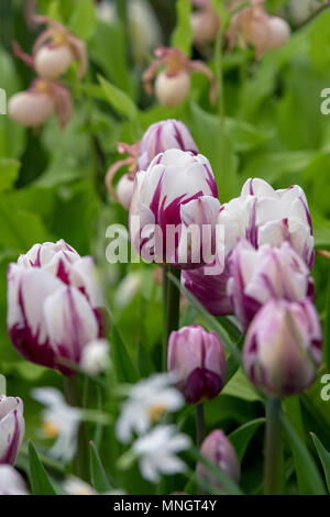 Tulipa 'Rems Favorit". Tulip' Rems Favorit 'Blumen. Großbritannien Stockfoto