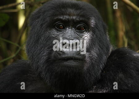 Mountain Gorilla-weibchen Stockfoto