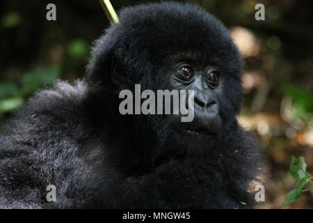 Mountain Gorilla - Kleinkinder Stockfoto