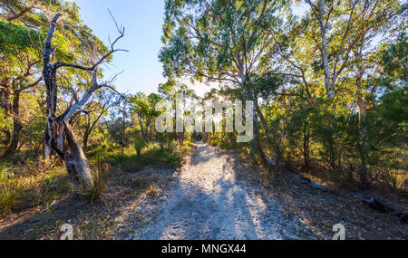 Sandigen Weg durch Buschland im Kings Park. Perth, Western Australia Stockfoto