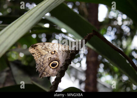 Schließen Caligo memnon tropischer Schmetterling am Blatt im Garten. Stockfoto