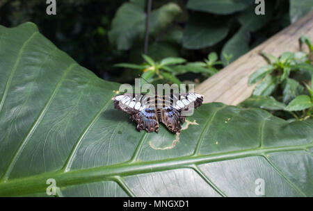 Parthenos Sylvia - Clipper Arten von nymphalid Schmetterling auf Blatt. Stockfoto