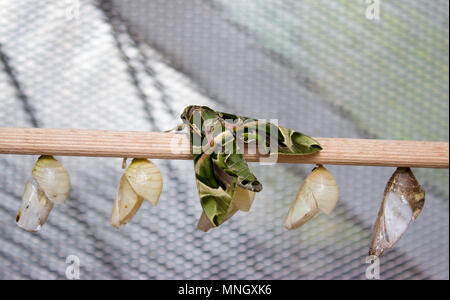 Daphnis nerii, der Oleander Hawk-moth oder Armee grün Moth ist der Familie Schwärmer. Die Motte ist auf Holz zusammen mit Schmetterling Hauben. Stockfoto