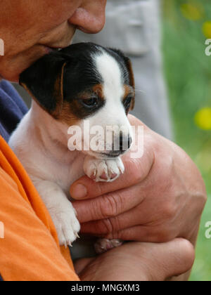 Frau, die in den Händen kleine Jack Russell Terrier Welpen Stockfoto
