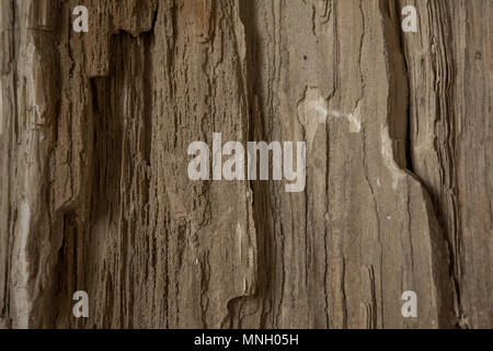 Hintergrund mit versteinertem Holz von einem Baum. Fossiler Baum. Stockfoto