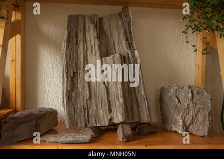 Versteinertes Holz von einem Baum. Fossiler Baum. Stockfoto