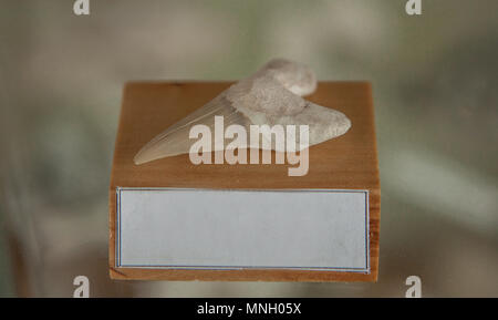 Versteinerte Haifisch Zahn auf einem Stand aus Holz mit einem Platz für Text. Stockfoto