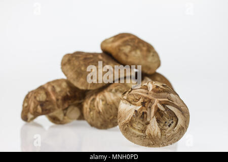 Kleine Gruppe von japanischen Champignons, Shiitake Pilz isoliert auf weißem Stockfoto