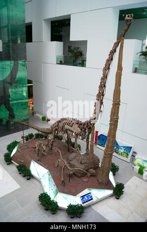 Drei sauropoden Dinosaurier (Diplodocus) aus dem Jura in einer Anzeige an die China Museum für Wissenschaft und Technologie in Peking, China. Stockfoto