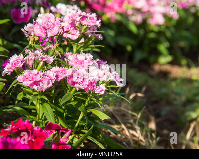 Rosa Blume Hintergrund Stockfoto