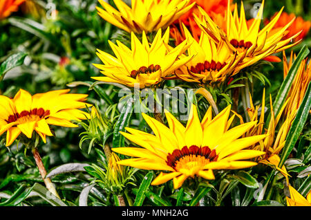 Floral Background - gelb blühende Gazania Delosperma mit Knospen (auch als Schatz Blume bekannt) Stockfoto