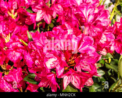 Schöne Blüte Bush von Lila und Rot Rhododendron im Frühjahr Stockfoto