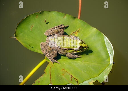 Green Frog auf Blatt Algen Stockfoto