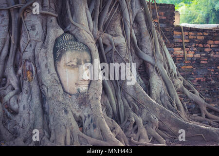 Buddha Kopf in Baumwurzeln, Ayutthaya, Thailand Stockfoto
