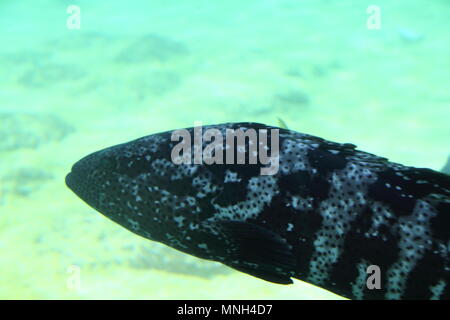 Queensland riesiger zackenbarsch (epinephelus Lanceolatus) Stockfoto