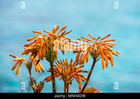 Mallorca, Orange Blüten der schönen blühenden Blumen vor dem blauen Meer Stockfoto