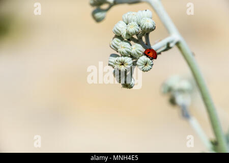 Mallorca, Rückansicht des kleinen roten Marienkäfer auf Blüte in der Sonne Stockfoto