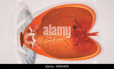 Menschliche Auge Anatomie sehr detaillierte im Querschnitt Stockfoto