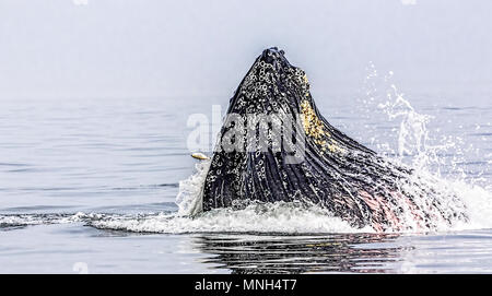 Ein Buckelwal (Megaptera novaeangliae) Fütterung auf Atlantic menhaden (Brevoortia tyrannus) im Atlantischen Ozean an der Küste von südlichem New Jersey Stockfoto