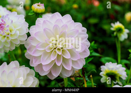 Ball Dahlien white flower in Regentropfen in Garten, Sommer regnet Tag Stockfoto