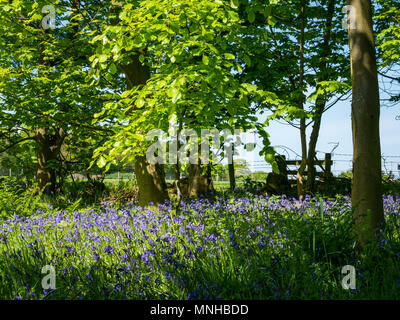 Edinburgh, Schottland, Großbritannien, 17. Mai 2018. Bluebells im Wald auf Riccarton Estate Stockfoto