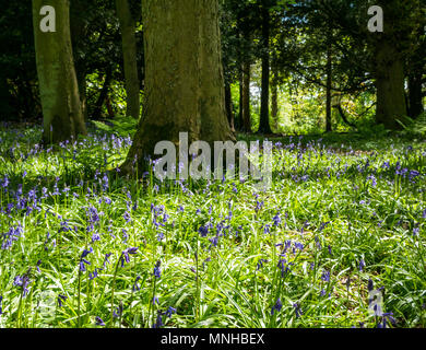 Edinburgh, Schottland, Großbritannien, 17. Mai 2018. Bluebells im Wald auf Riccarton Estate Stockfoto