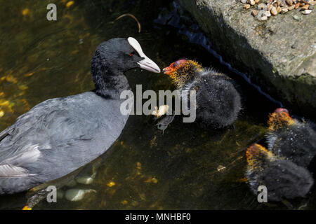 London, 17. Mai 2018. Baby Blässhühner, genannt auch Marsh Hennen, durch ihre schützenden Eltern in den Teich in St James' Park eingezogen werden. Um London, Touristen und Einheimische, die das Londoner genießen Sie einen wunderschönen sonnigen und warmen Tag in der Hauptstadt. Credit: Imageplotter Nachrichten und Sport/Alamy leben Nachrichten Stockfoto