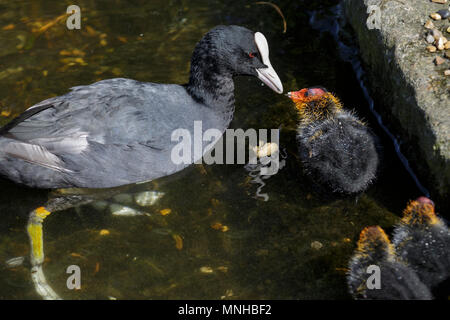 London, 17. Mai 2018. Baby teichhuhn (Gallinula), genannt auch Marsh Hennen, durch ihre schützenden Eltern in den Teich in St James' Park eingezogen werden. Um London, Touristen und Einheimische, die das Londoner genießen Sie einen wunderschönen sonnigen und warmen Tag in der Hauptstadt. Credit: Imageplotter Nachrichten und Sport/Alamy leben Nachrichten Stockfoto