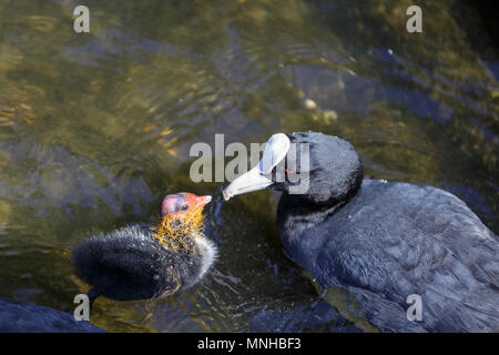 London, 17. Mai 2018. Baby teichhuhn (Gallinula), genannt auch Marsh Hennen, durch ihre schützenden Eltern in den Teich in St James' Park eingezogen werden. Um London, Touristen und Einheimische, die das Londoner genießen Sie einen wunderschönen sonnigen und warmen Tag in der Hauptstadt. Credit: Imageplotter Nachrichten und Sport/Alamy leben Nachrichten Stockfoto