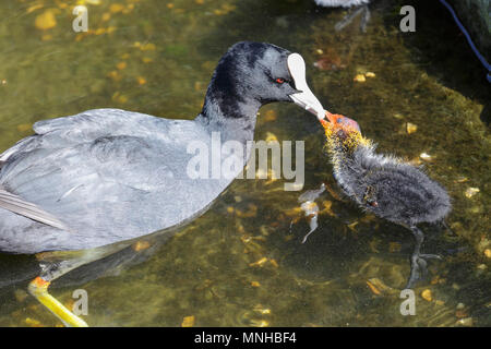 London, 17. Mai 2018. Baby teichhuhn (Gallinula), genannt auch Marsh Hennen, durch ihre schützenden Eltern in den Teich in St James' Park eingezogen werden. Um London, Touristen und Einheimische, die das Londoner genießen Sie einen wunderschönen sonnigen und warmen Tag in der Hauptstadt. Credit: Imageplotter Nachrichten und Sport/Alamy leben Nachrichten Stockfoto