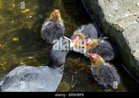 London, 17. Mai 2018. Baby teichhuhn (Gallinula), genannt auch Marsh Hennen, durch ihre schützenden Eltern in den Teich in St James' Park eingezogen werden. Um London, Touristen und Einheimische, die das Londoner genießen Sie einen wunderschönen sonnigen und warmen Tag in der Hauptstadt. Credit: Imageplotter Nachrichten und Sport/Alamy leben Nachrichten Stockfoto