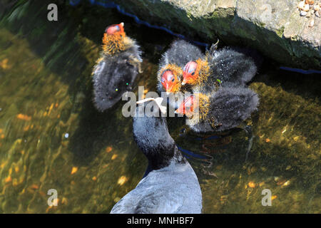 London, 17. Mai 2018. Baby teichhuhn (Gallinula), genannt auch Marsh Hennen, durch ihre schützenden Eltern in den Teich in St James' Park eingezogen werden. Um London, Touristen und Einheimische, die das Londoner genießen Sie einen wunderschönen sonnigen und warmen Tag in der Hauptstadt. Credit: Imageplotter Nachrichten und Sport/Alamy leben Nachrichten Stockfoto