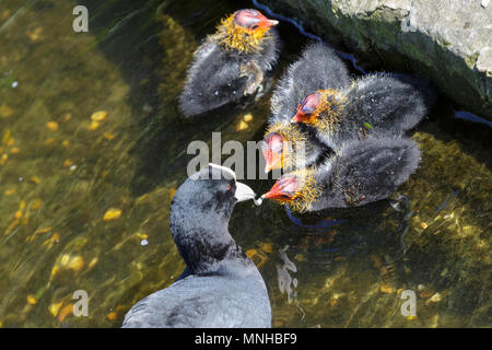 London, 17. Mai 2018. Baby teichhuhn (Gallinula), genannt auch Marsh Hennen, durch ihre schützenden Eltern in den Teich in St James' Park eingezogen werden. Um London, Touristen und Einheimische, die das Londoner genießen Sie einen wunderschönen sonnigen und warmen Tag in der Hauptstadt. Credit: Imageplotter Nachrichten und Sport/Alamy leben Nachrichten Stockfoto