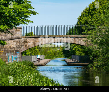 Union Canal, Edinburgh, Schottland, Großbritannien, 17. Mai 2018. Ein Radfahrer auf dem Kanal weg an einem sonnigen Tag und eine weibliche Stockente mit einer Brut von sieben Entenküken im Kanal Stockfoto