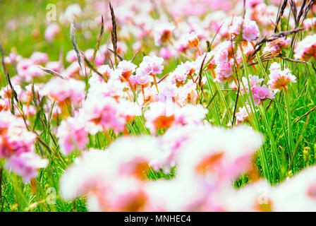 Portland. 17. Mai 2018. Meer Sparsamkeit (Armeria maritima) wächst in weite Teile entlang der Chesil Beach in dieser Zeit des Jahres Credit: stuart Hartmut Ost/Alamy leben Nachrichten Stockfoto