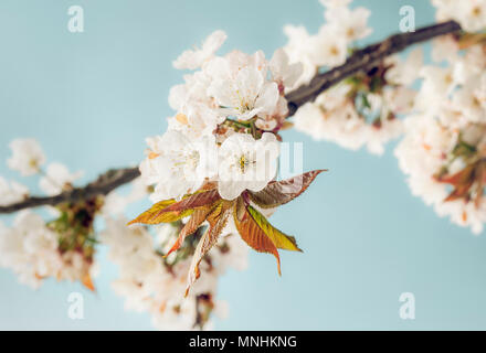 Weiße Kirschblüte Stockfoto