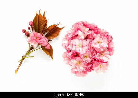Pink Apple Blossom auf weißem Hintergrund Stockfoto