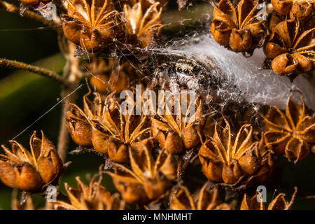 Eine kleine jumping Spider späht aus dem Web. Stockfoto