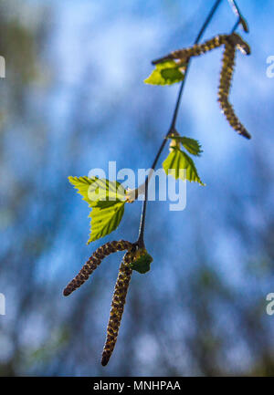 Die ersten grünen Blätter der Birke mit Samen Stockfoto