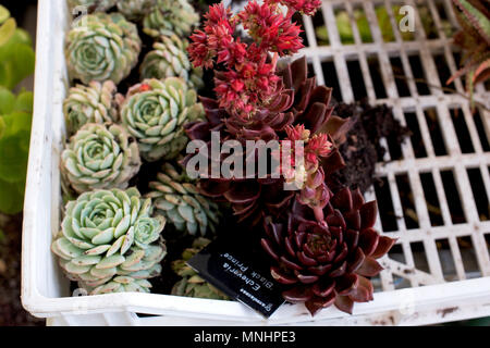 Crassulaceae, Echeveria, "Schwarzen Prinzen", Common Name "schwarze Hühner und Küken" neben einem anderen Crassulaceae Sorte, elegans. Stockfoto