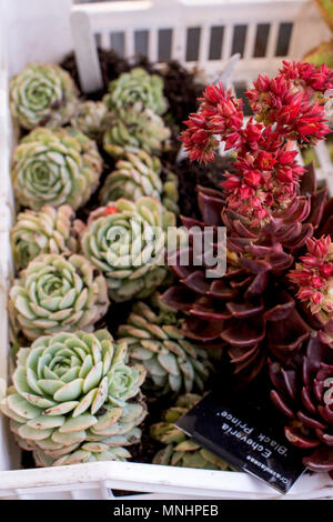 Crassulaceae, Echeveria, â € oeBlack Princeâ €, gemeinsamen Namen "schwarze Hühner und Küken" neben einem anderen Crassulaceae Sorte, elegans. Stockfoto